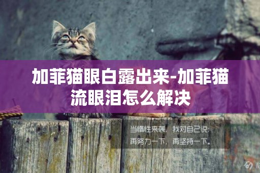 加菲貓眼白露出來-加菲貓流眼淚怎么解決