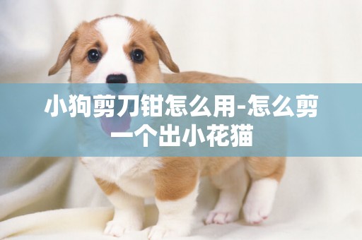 小狗剪刀鉗怎么用-怎么剪一個出小花貓