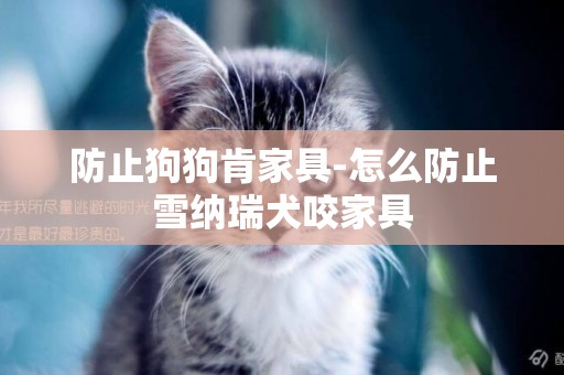 防止狗狗肯家具-怎么防止雪納瑞犬咬家具