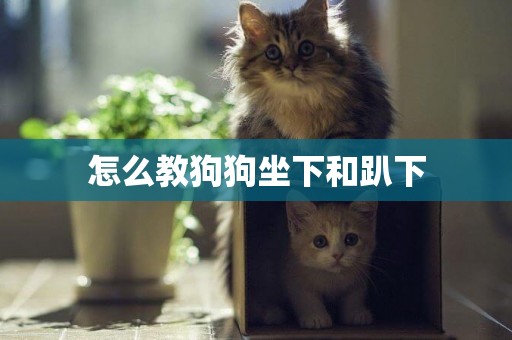 怎么教狗狗坐下和趴下