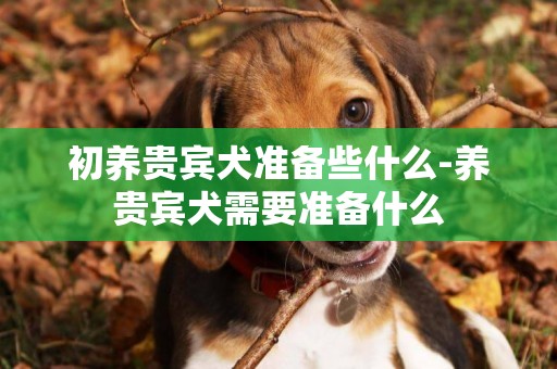 初養貴賓犬準備些什么-養貴賓犬需要準備什么