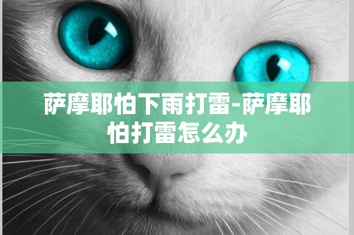 薩摩耶怕下雨打雷-薩摩耶怕打雷怎么辦