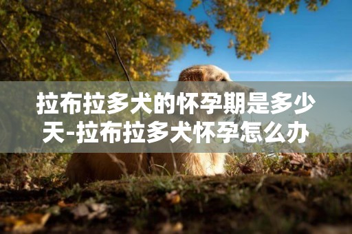 拉布拉多犬的懷孕期是多少天-拉布拉多犬懷孕怎么辦