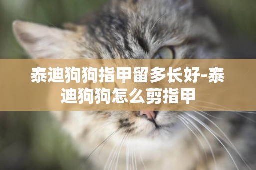 泰迪狗狗指甲留多長好-泰迪狗狗怎么剪指甲