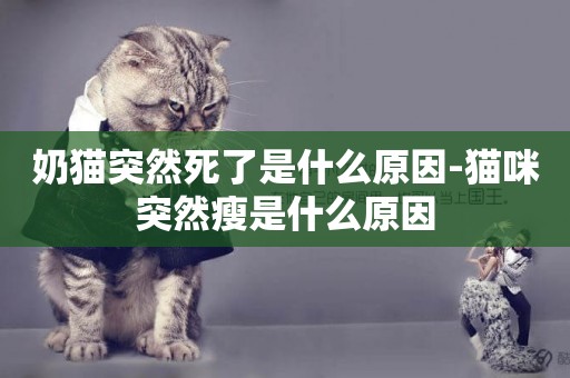 奶貓突然死了是什么原因-貓咪突然瘦是什么原因