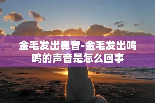 金毛發出鼻音-金毛發出嗚嗚的聲音是怎么回事