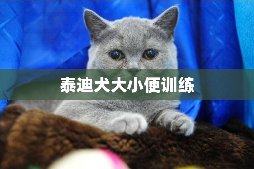 泰迪犬大小便訓練