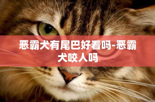 惡霸犬有尾巴好看嗎-惡霸犬咬人嗎