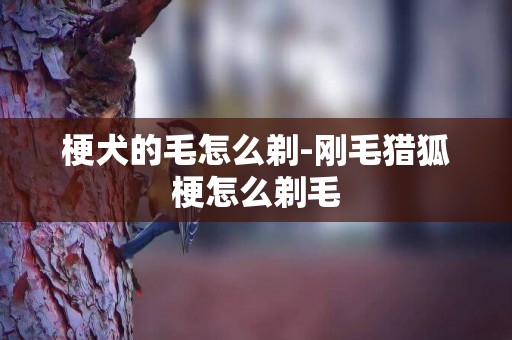 梗犬的毛怎么剃-剛毛獵狐梗怎么剃毛