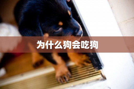 為什么狗會吃狗
