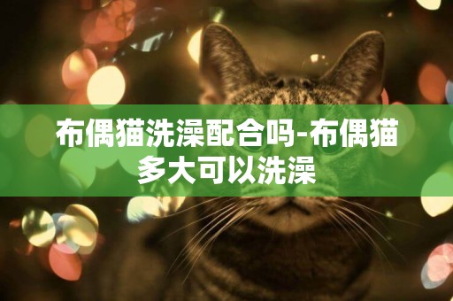 布偶貓洗澡配合嗎-布偶貓多大可以洗澡