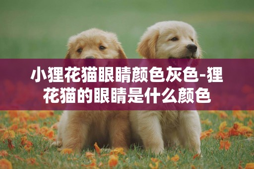 小貍花貓眼睛顏色灰色-貍花貓的眼睛是什么顏色