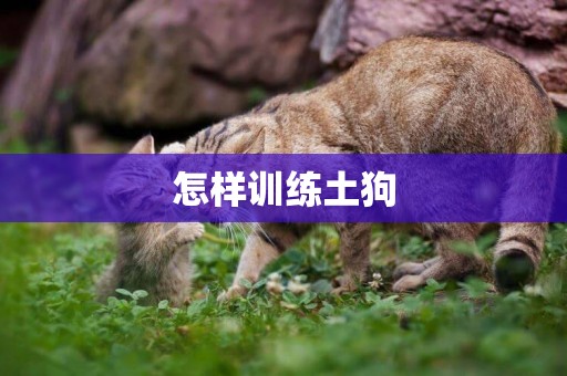 怎樣訓練土狗