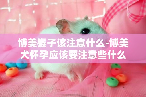 博美猴子該注意什么-博美犬懷孕應該要注意些什么