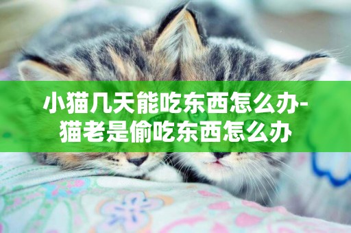 小貓幾天能吃東西怎么辦-貓老是偷吃東西怎么辦