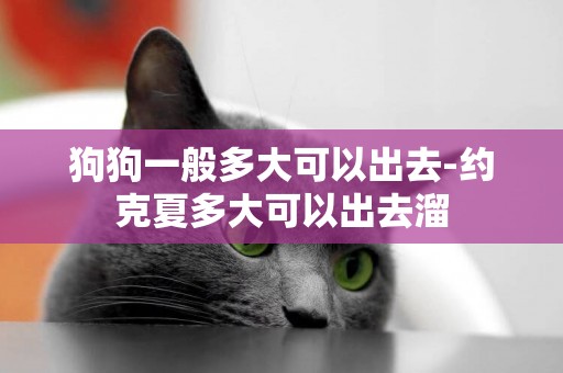 狗狗一般多大可以出去-約克夏多大可以出去溜