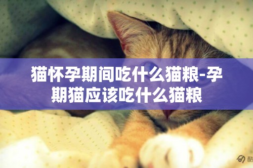 貓懷孕期間吃什么貓糧-孕期貓應該吃什么貓糧