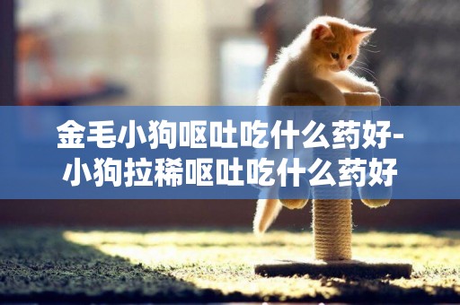 金毛小狗嘔吐吃什么藥好-小狗拉稀嘔吐吃什么藥好