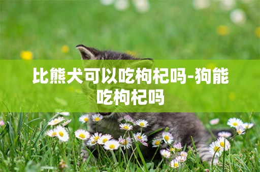 比熊犬可以吃枸杞嗎-狗能吃枸杞嗎