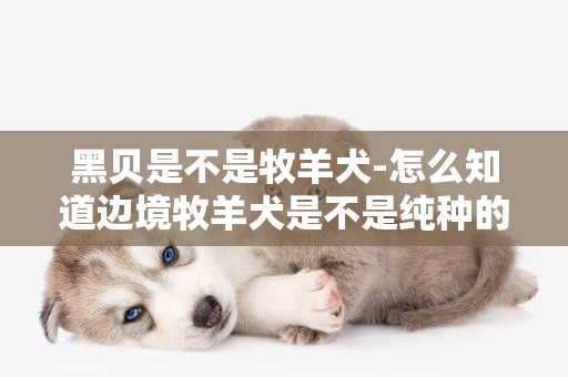 黑貝是不是牧羊犬-怎么知道邊境牧羊犬是不是純種的