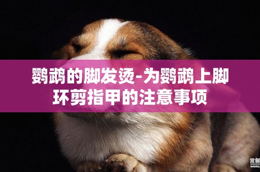 鸚鵡的腳發燙-為鸚鵡上腳環剪指甲的注意事項