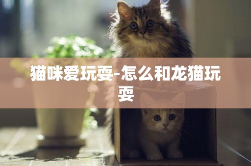 貓咪愛玩耍-怎么和龍貓玩耍