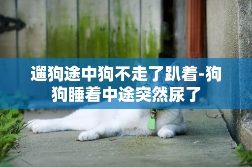 遛狗途中狗不走了趴著-狗狗睡著中途突然尿了
