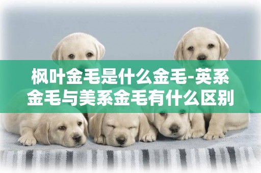 楓葉金毛是什么金毛-英系金毛與美系金毛有什么區別