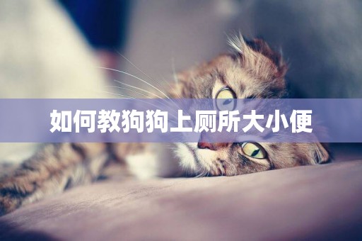 如何教狗狗上廁所大小便