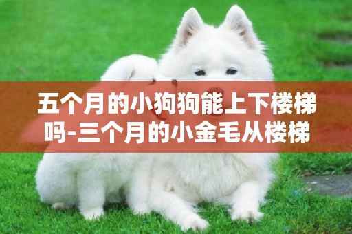 五個月的小狗狗能上下樓梯嗎-三個月的小金毛從樓梯口摔下去