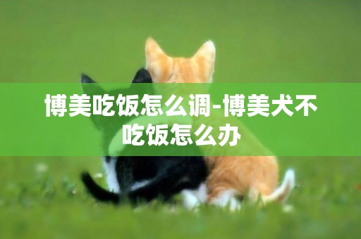 博美吃飯怎么調-博美犬不吃飯怎么辦