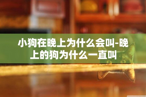 小狗在晚上為什么會叫-晚上的狗為什么一直叫