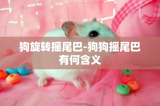 狗旋轉搖尾巴-狗狗搖尾巴有何含義