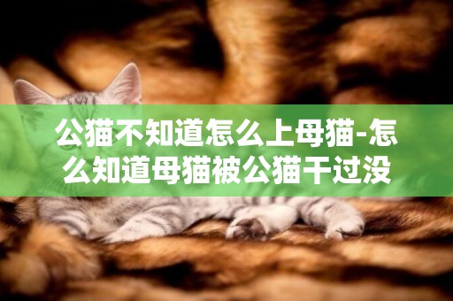 公貓不知道怎么上母貓-怎么知道母貓被公貓干過沒