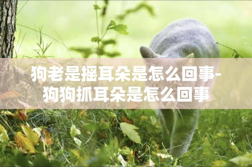 狗老是搖耳朵是怎么回事-狗狗抓耳朵是怎么回事