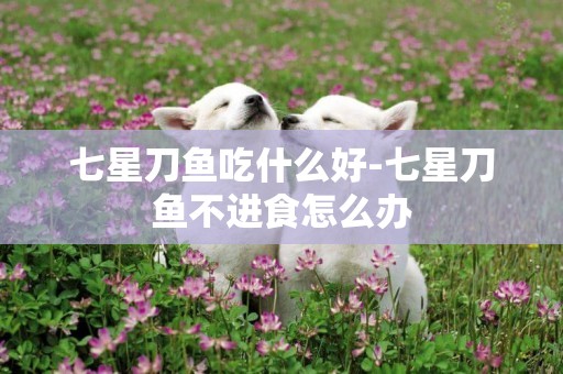七星刀魚吃什么好-七星刀魚不進食怎么辦