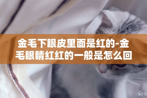 金毛下眼皮里面是紅的-金毛眼睛紅紅的一般是怎么回事兒