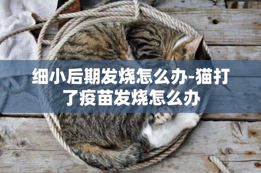 細小后期發燒怎么辦-貓打了疫苗發燒怎么辦
