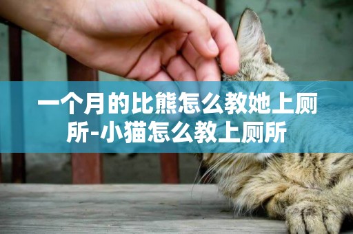 一個月的比熊怎么教她上廁所-小貓怎么教上廁所