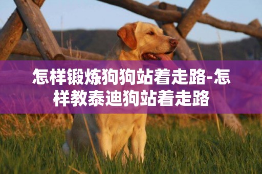 怎樣鍛煉狗狗站著走路-怎樣教泰迪狗站著走路