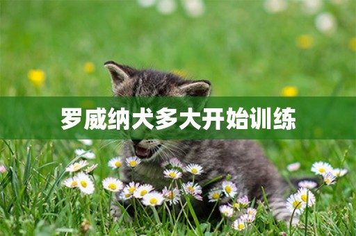 羅威納犬多大開始訓練
