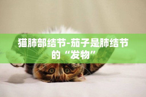 貓肺部結節-茄子是肺結節的“發物”