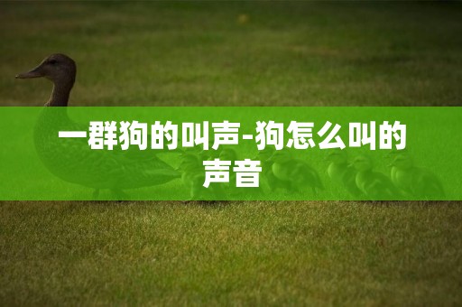 一群狗的叫聲-狗怎么叫的聲音