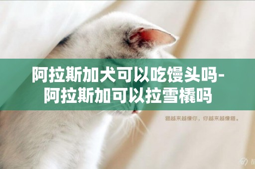 阿拉斯加犬可以吃饅頭嗎-阿拉斯加可以拉雪橇嗎