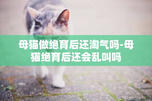 母貓做絕育后還淘氣嗎-母貓絕育后還會亂叫嗎