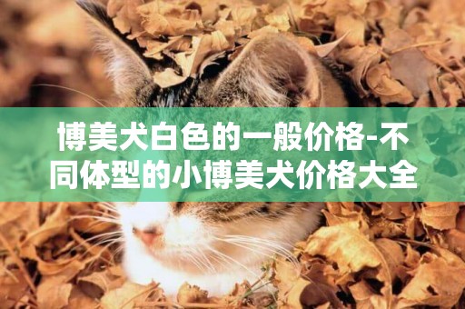 博美犬白色的一般價格-不同體型的小博美犬價格大全