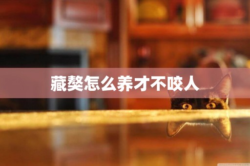 藏獒怎么養才不咬人