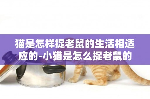 貓是怎樣捉老鼠的生活相適應的-小貓是怎么捉老鼠的