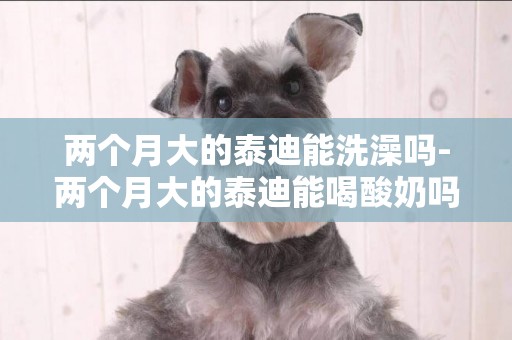 兩個月大的泰迪能洗澡嗎-兩個月大的泰迪能喝酸奶嗎
