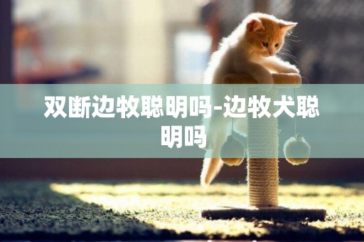 雙斷邊牧聰明嗎-邊牧犬聰明嗎